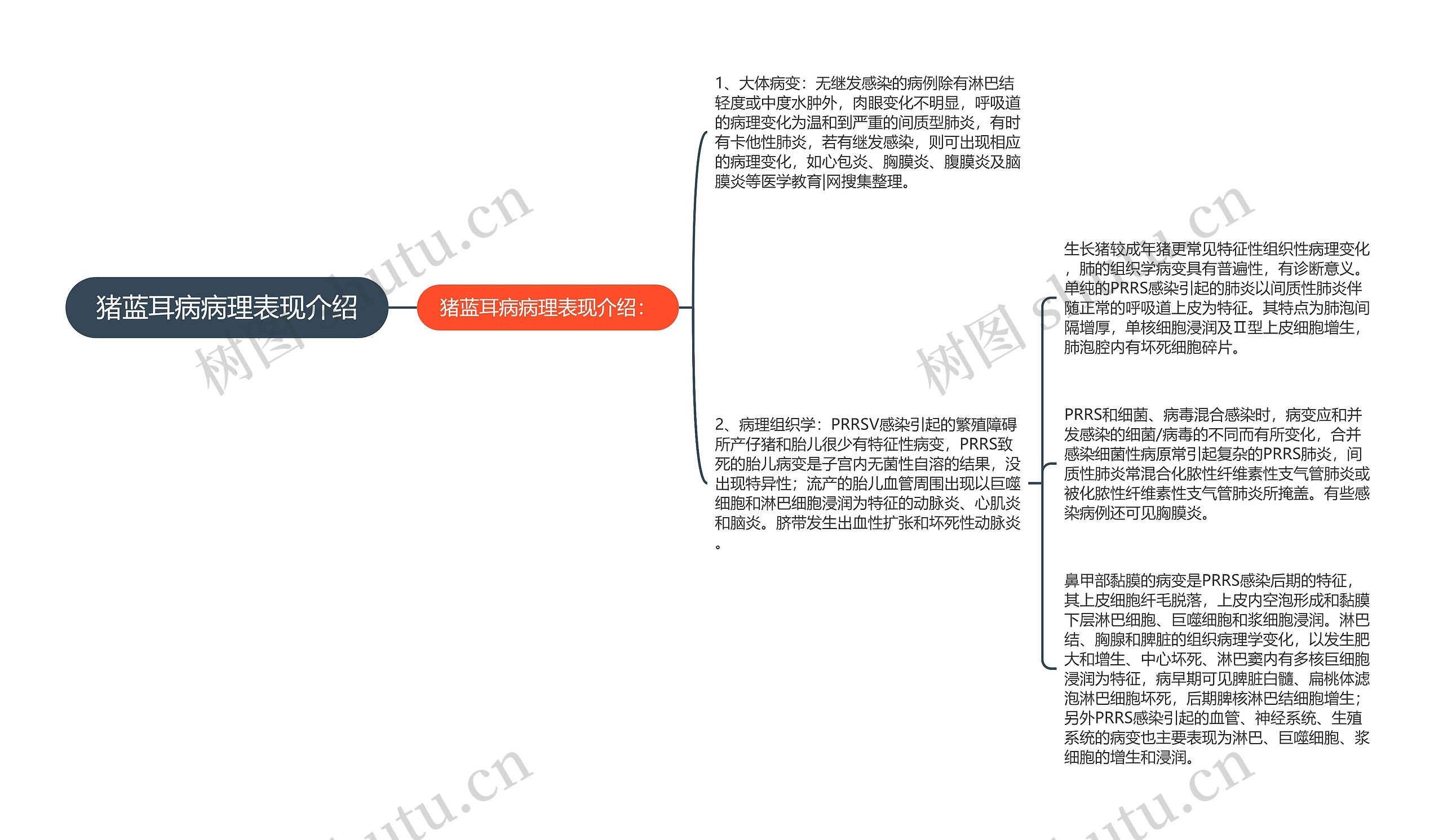 猪蓝耳病病理表现介绍