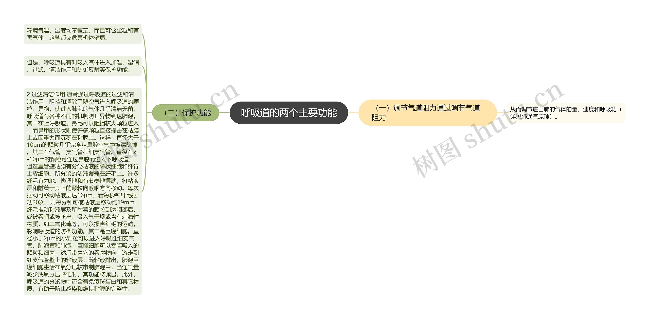呼吸道的两个主要功能思维导图