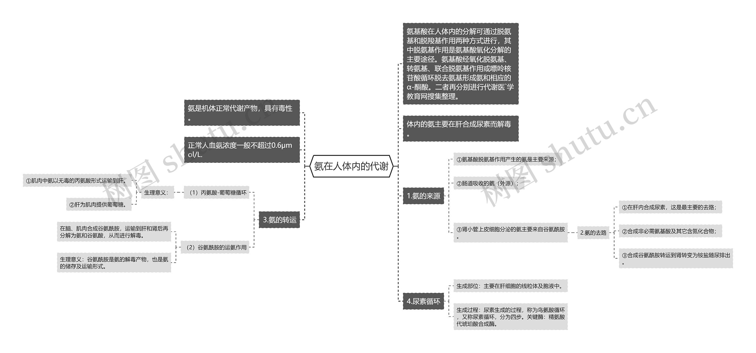 氨在人体内的代谢思维导图