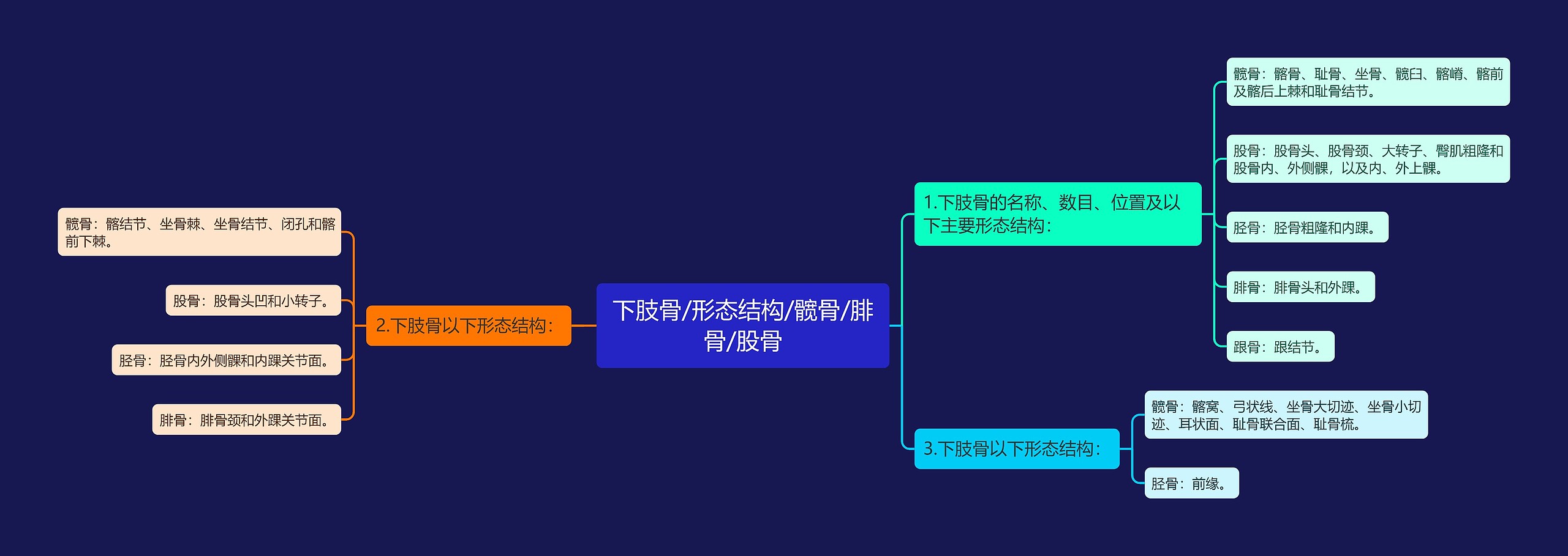 下肢骨/形态结构/髋骨/腓骨/股骨