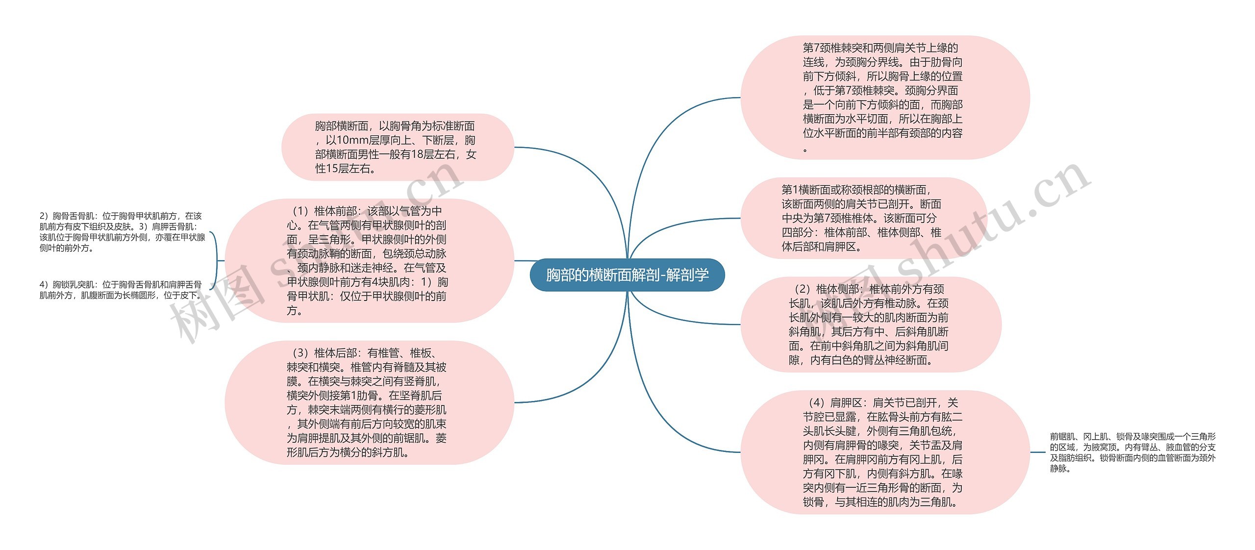 胸部的横断面解剖-解剖学思维导图