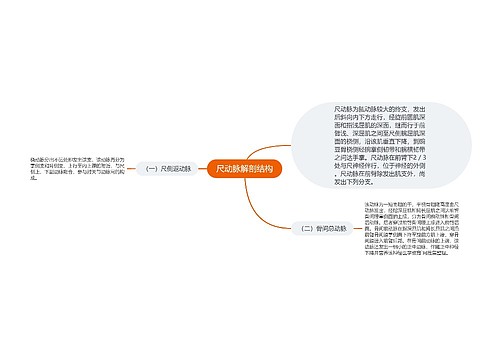 尺动脉解剖结构