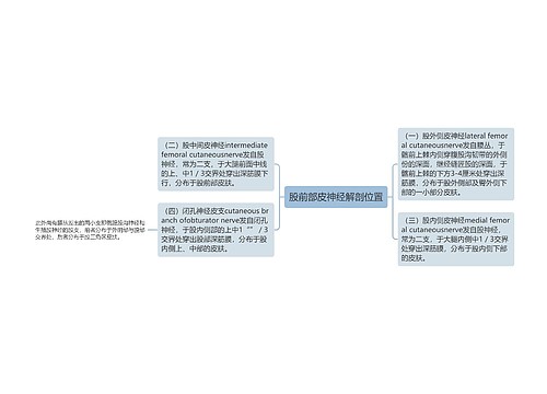 股前部皮神经解剖位置