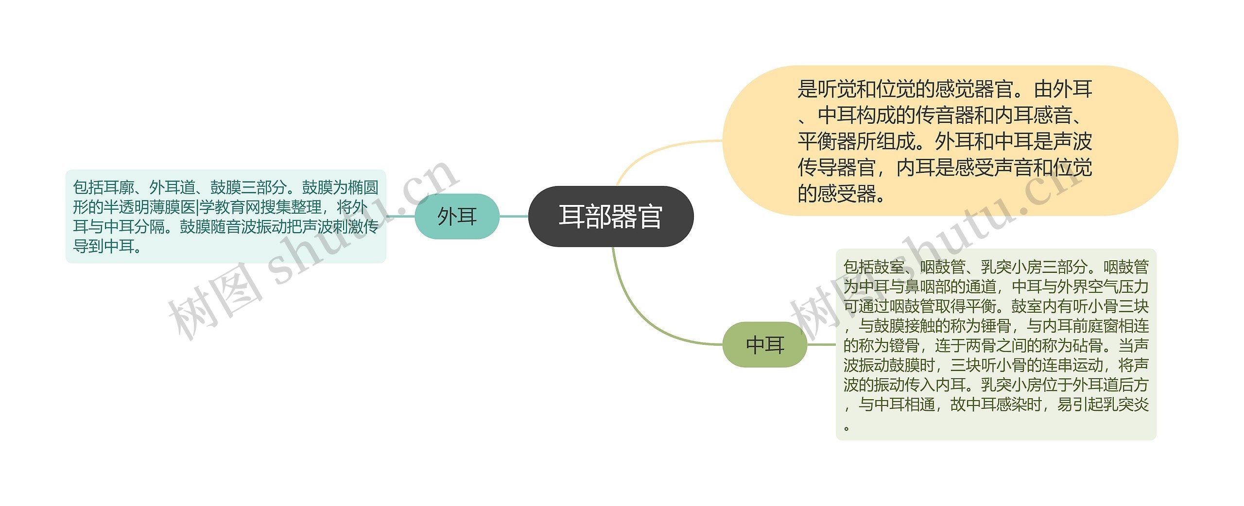 耳部器官思维导图