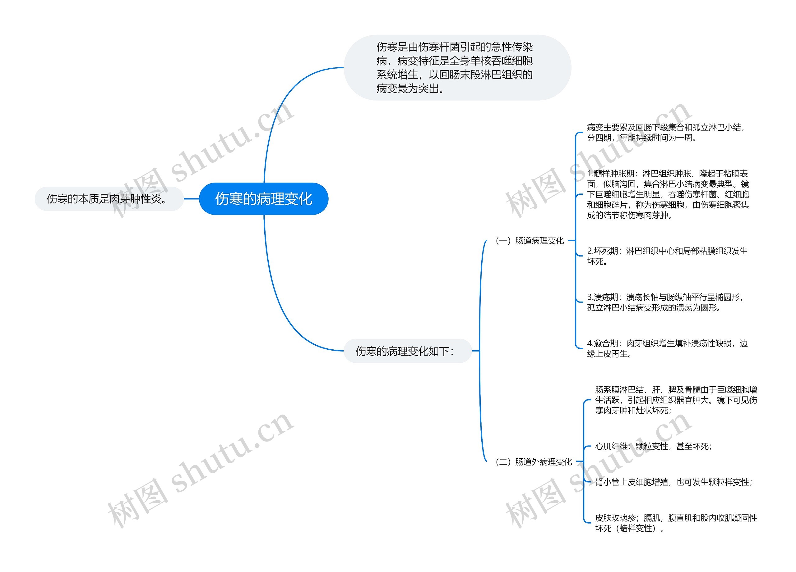 伤寒的病理变化