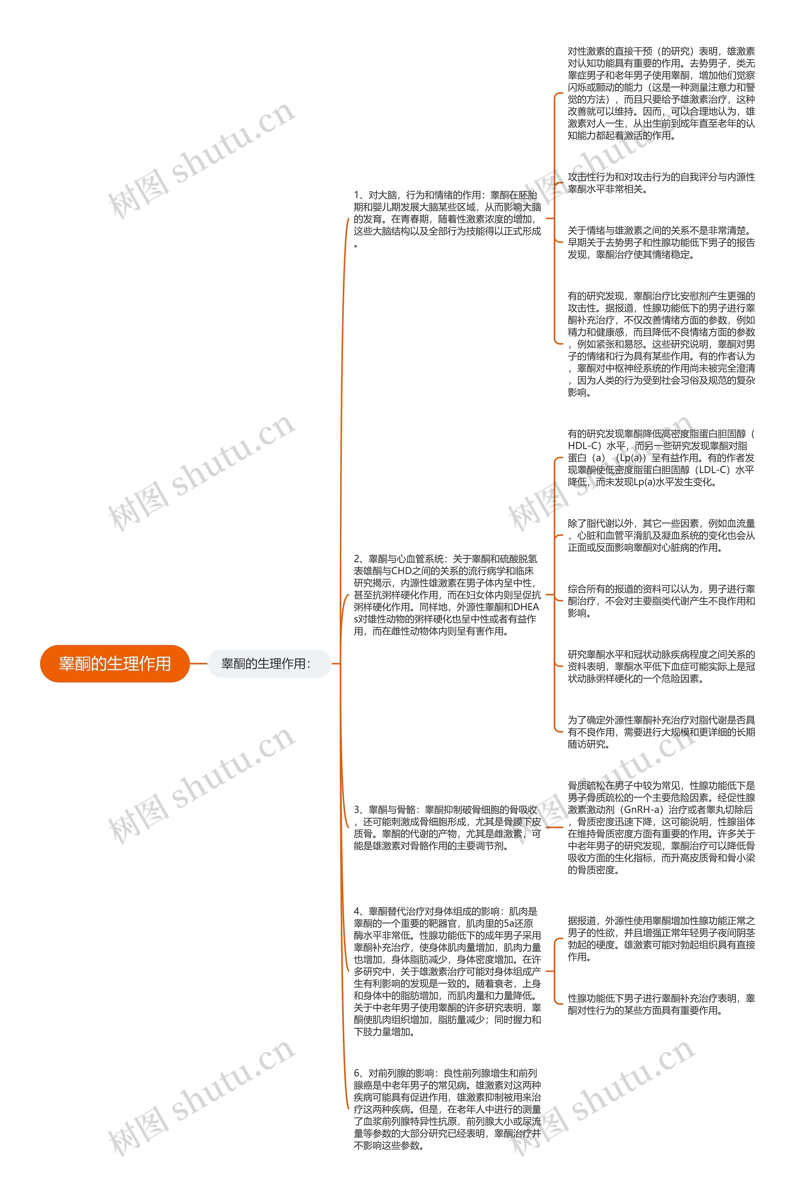 睾酮的生理作用