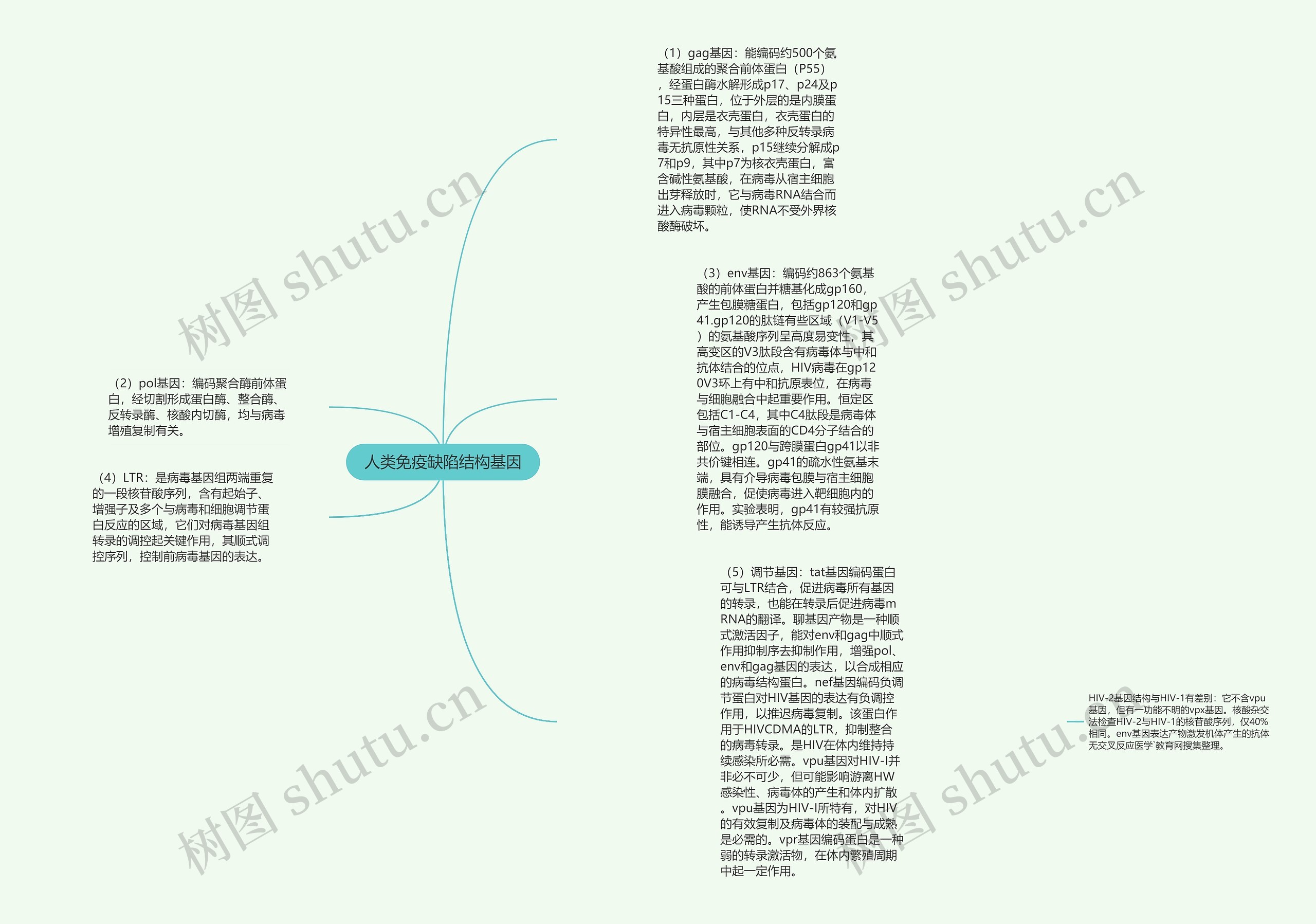 人类免疫缺陷结构基因思维导图