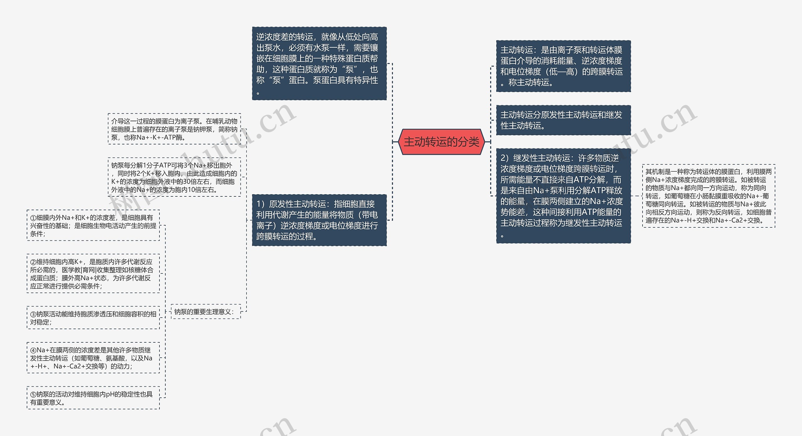 主动转运的分类