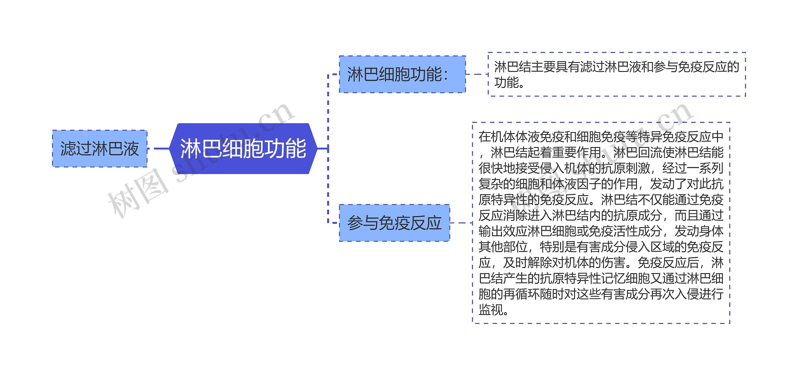 淋巴细胞功能思维导图