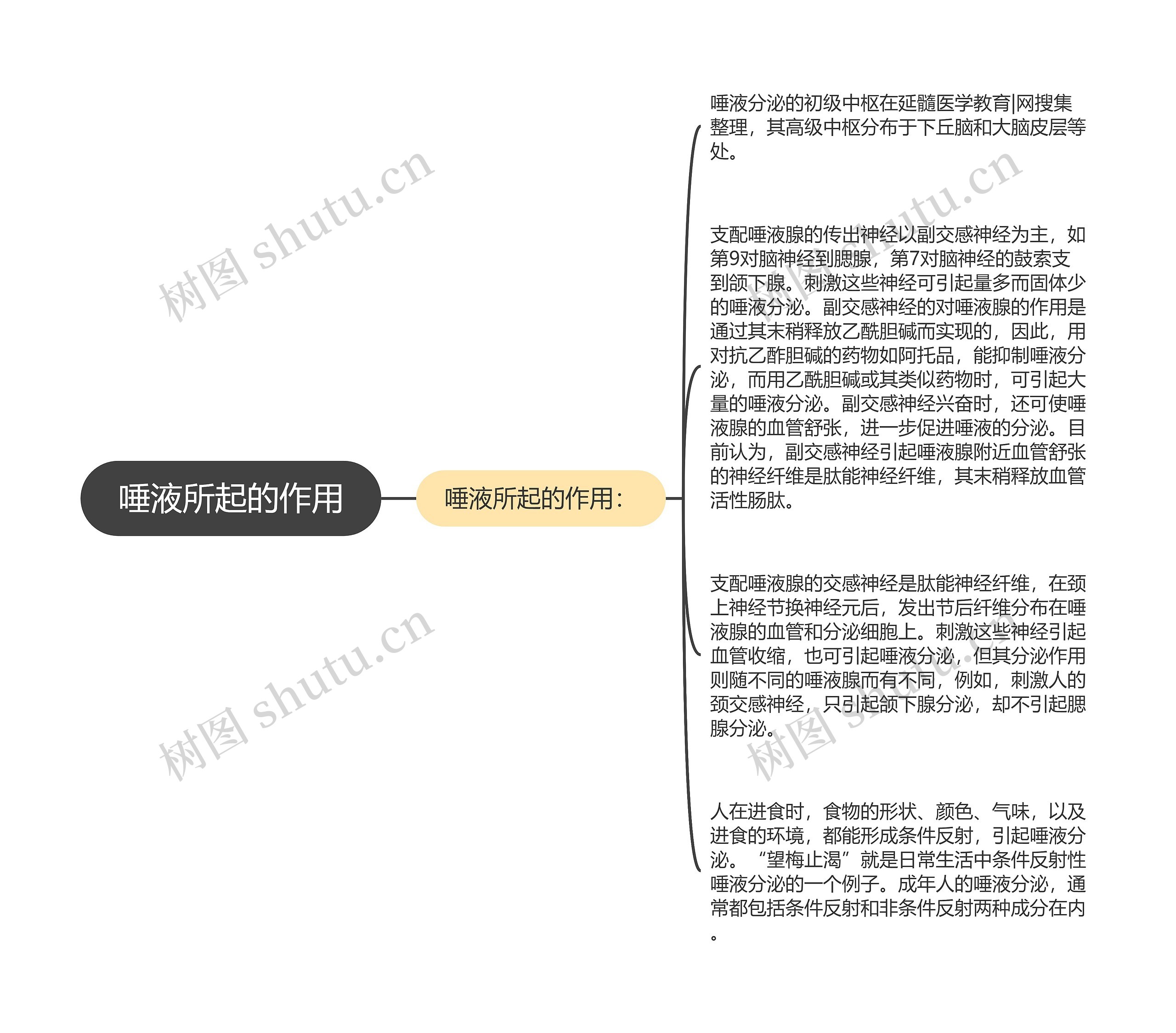 唾液所起的作用 唾液所起的作用