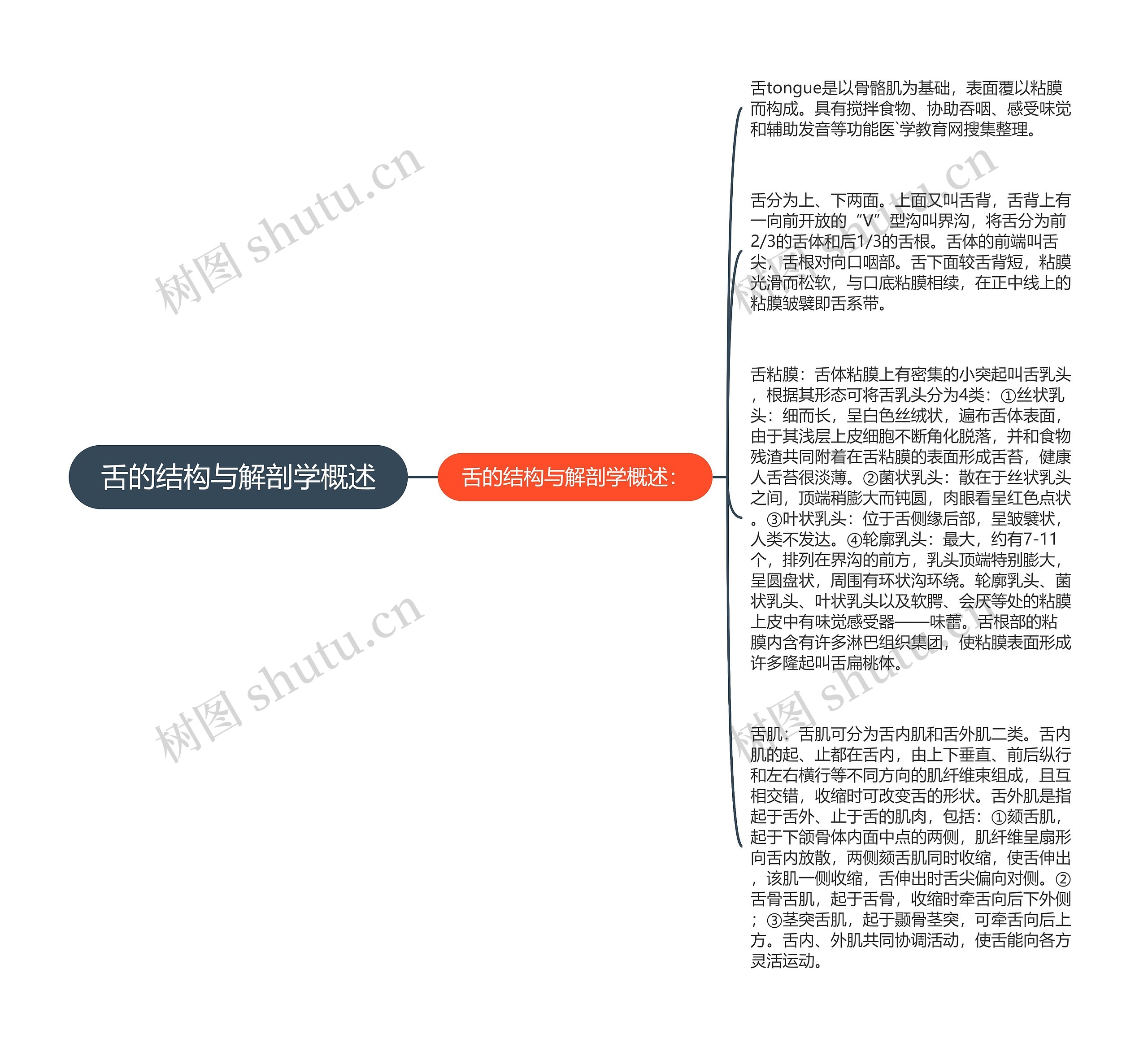 舌的结构与解剖学概述思维导图