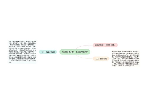 腮腺的位置、分部及导管