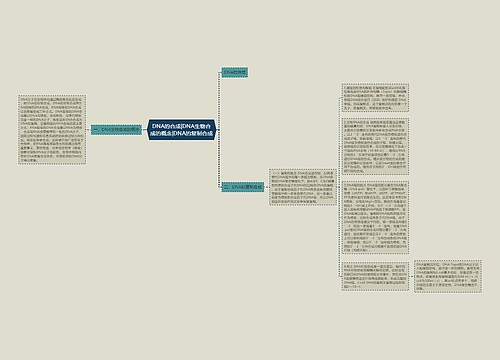 DNA的合成|DNA生物合成的概念|DNA的复制合成