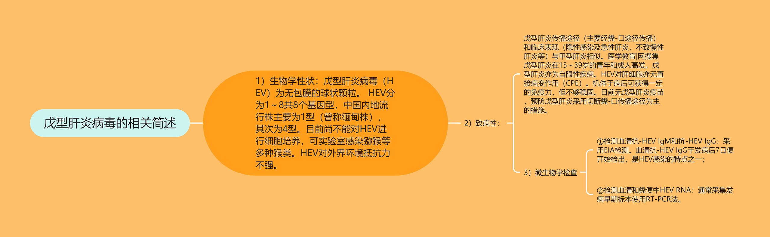 戊型肝炎病毒的相关简述 戊型肝炎病毒的相关简述