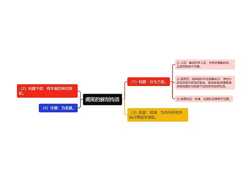 阑尾的解剖构造