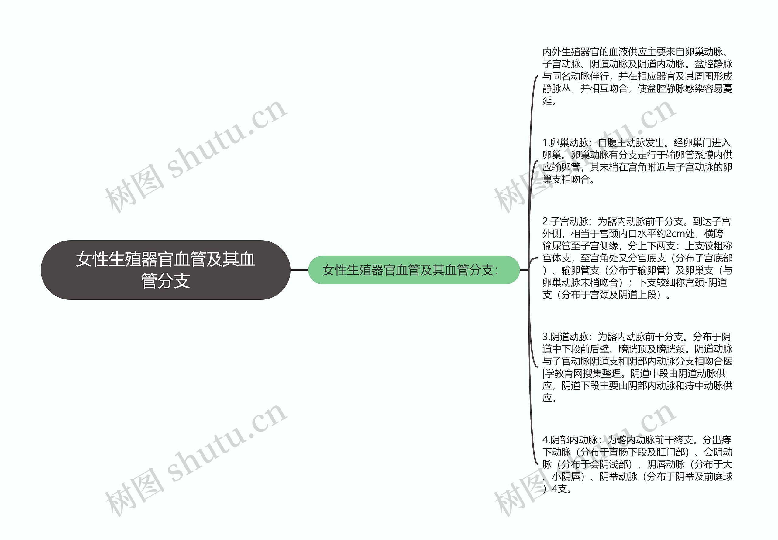 女性生殖器官血管及其血管分支