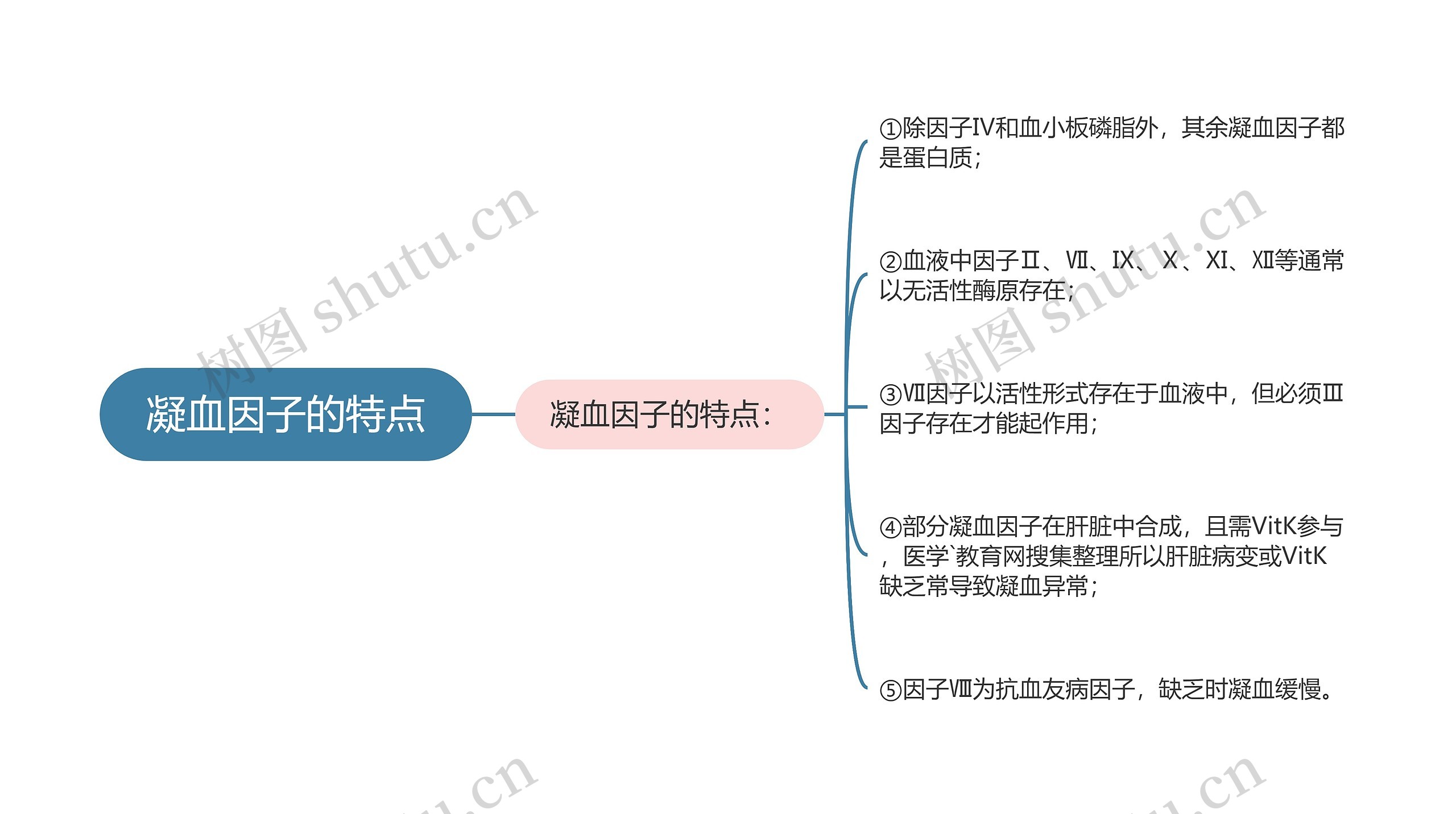 凝血因子的特点思维导图