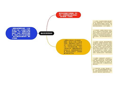 膝后区深层结构