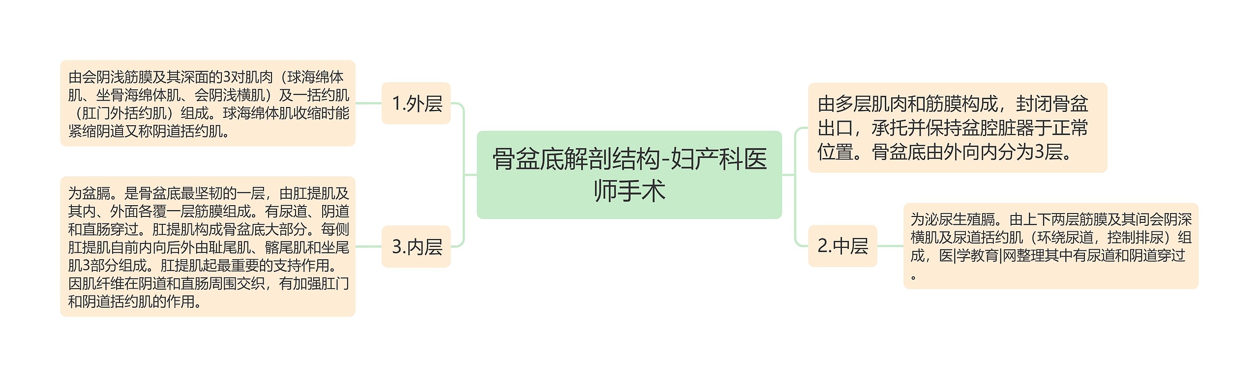 骨盆底解剖结构-妇产科医师手术 骨盆底解剖结构-妇产科医师手术