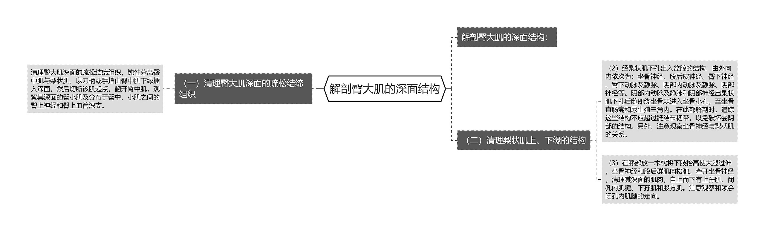 解剖臀大肌的深面结构思维导图