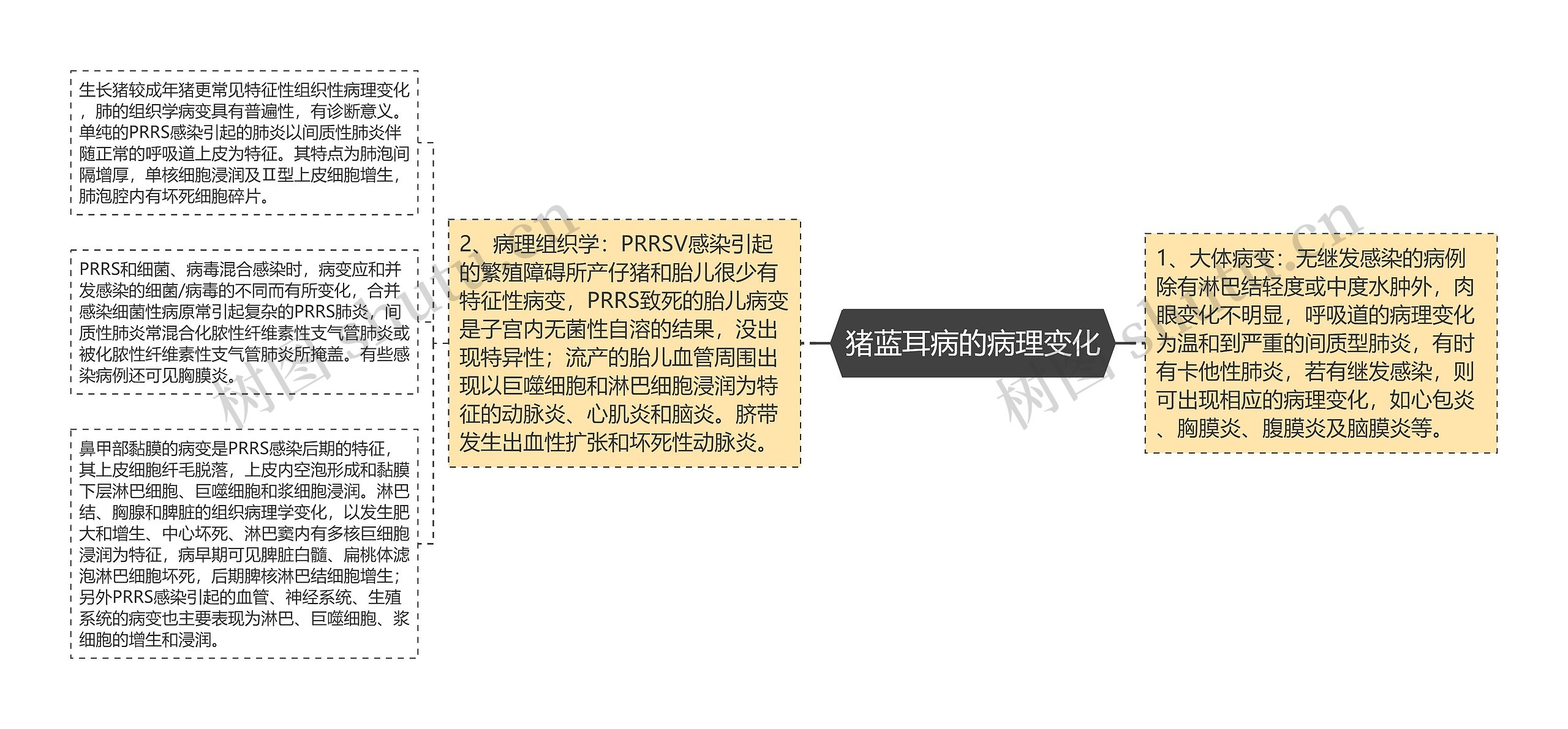 猪蓝耳病的病理变化