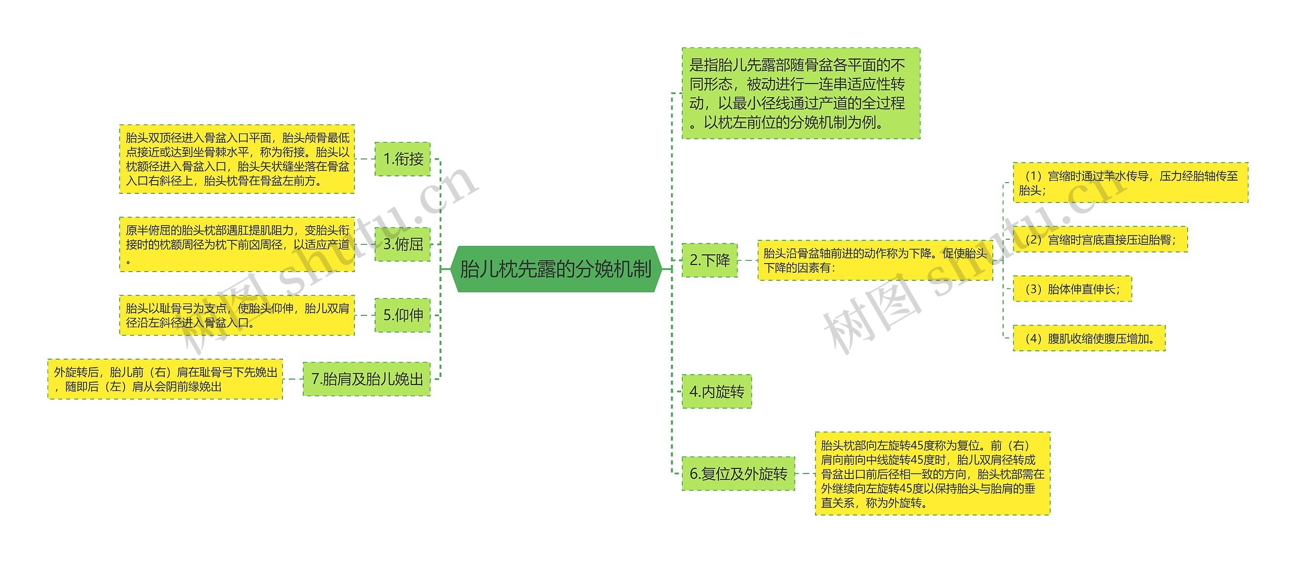 胎儿枕先露的分娩机制