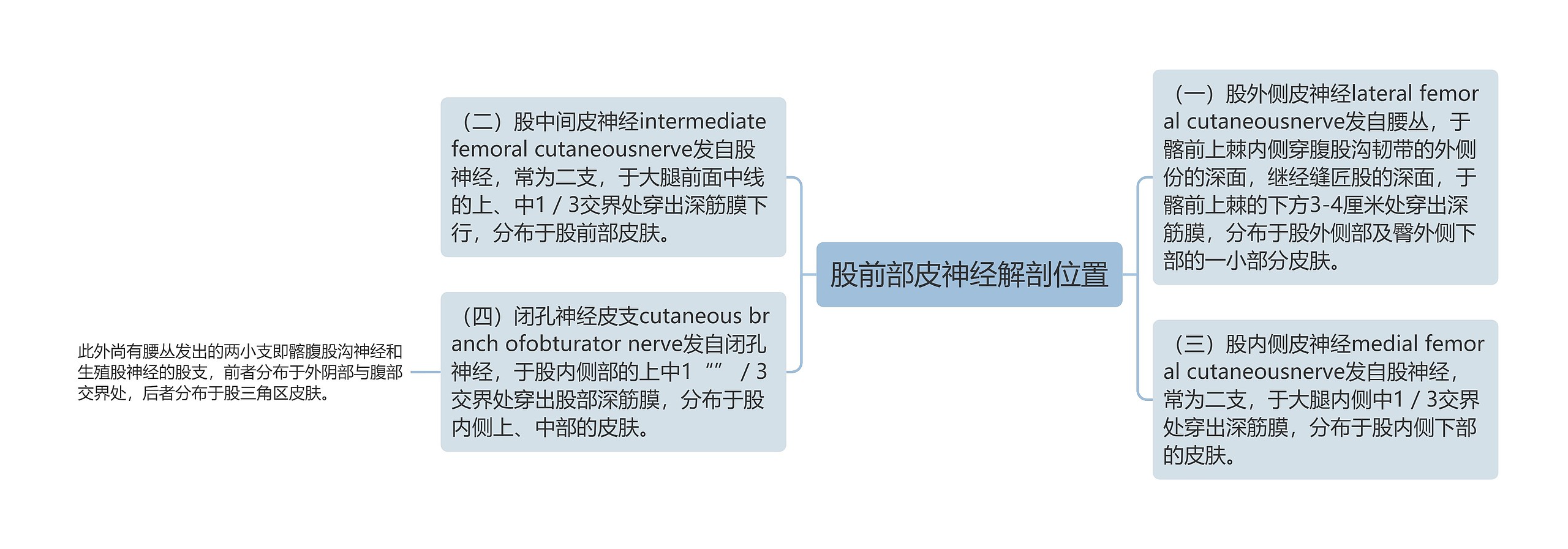 股前部皮神经解剖位置