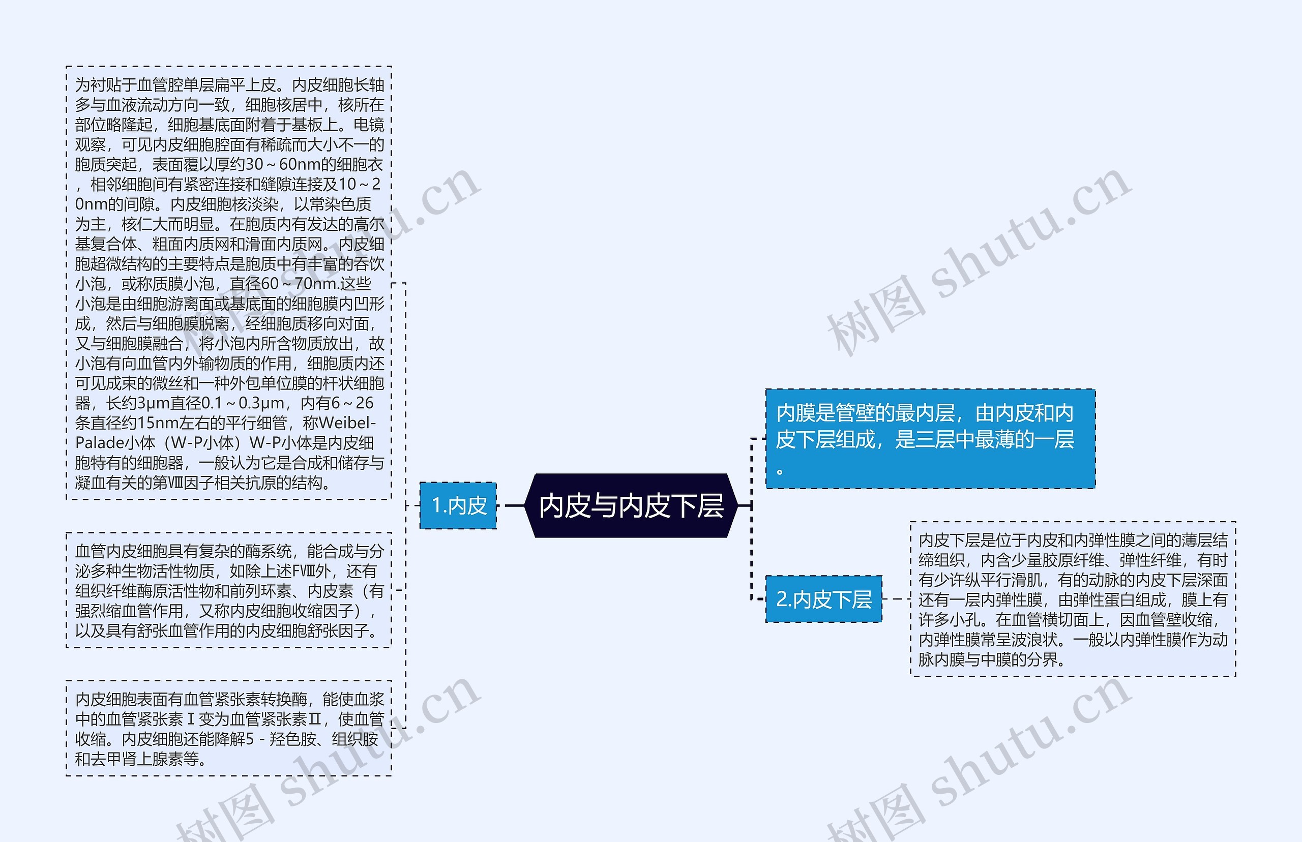 内皮与内皮下层思维导图