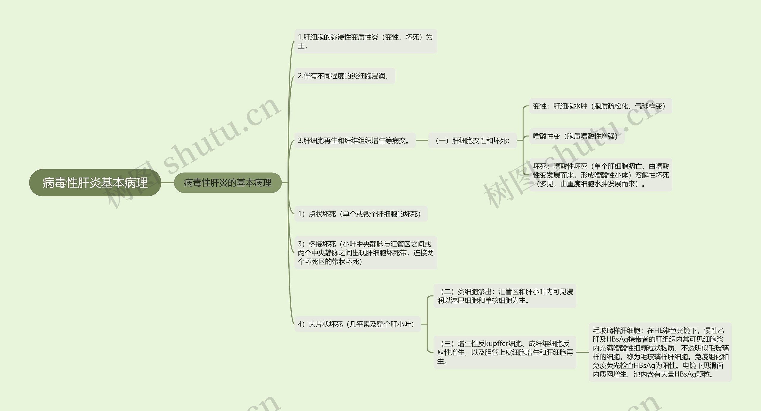 病毒性肝炎基本病理