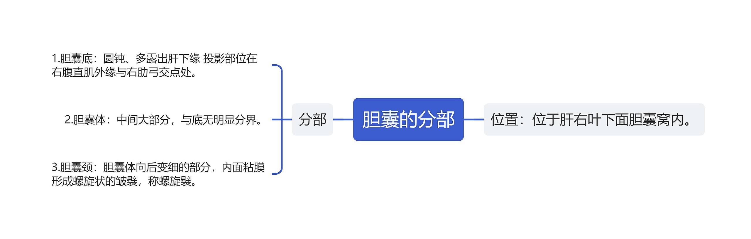 胆囊的分部