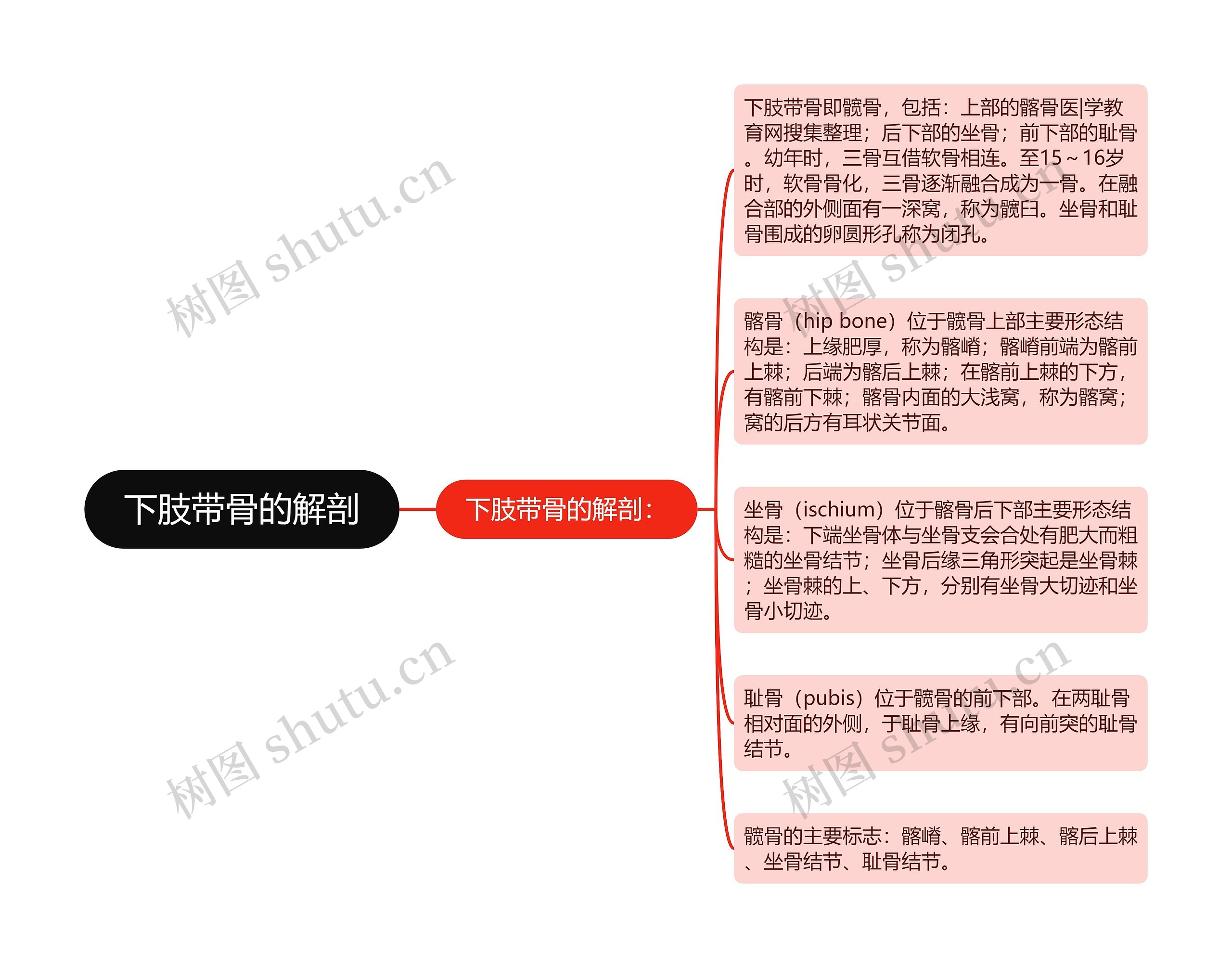 下肢带骨的解剖思维导图