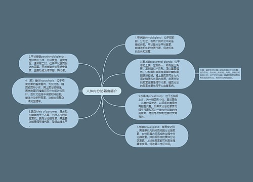 人体内分泌器官简介