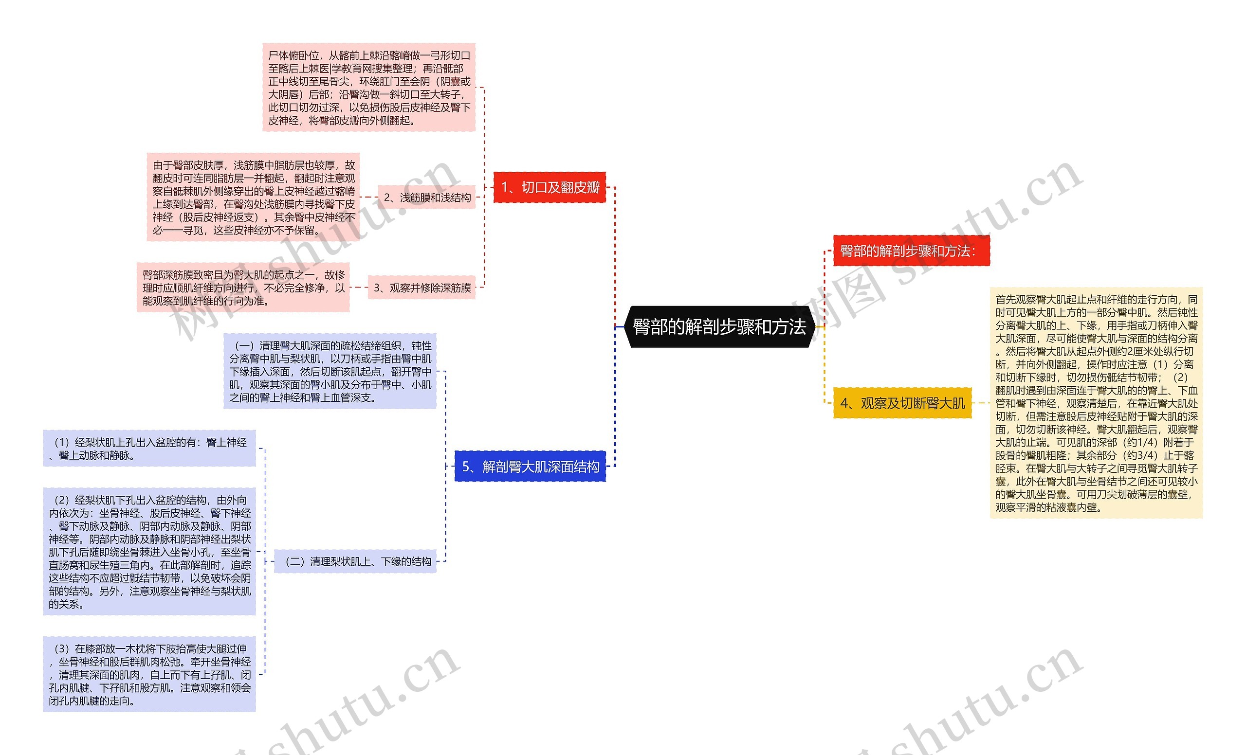 臀部的解剖步骤和方法思维导图