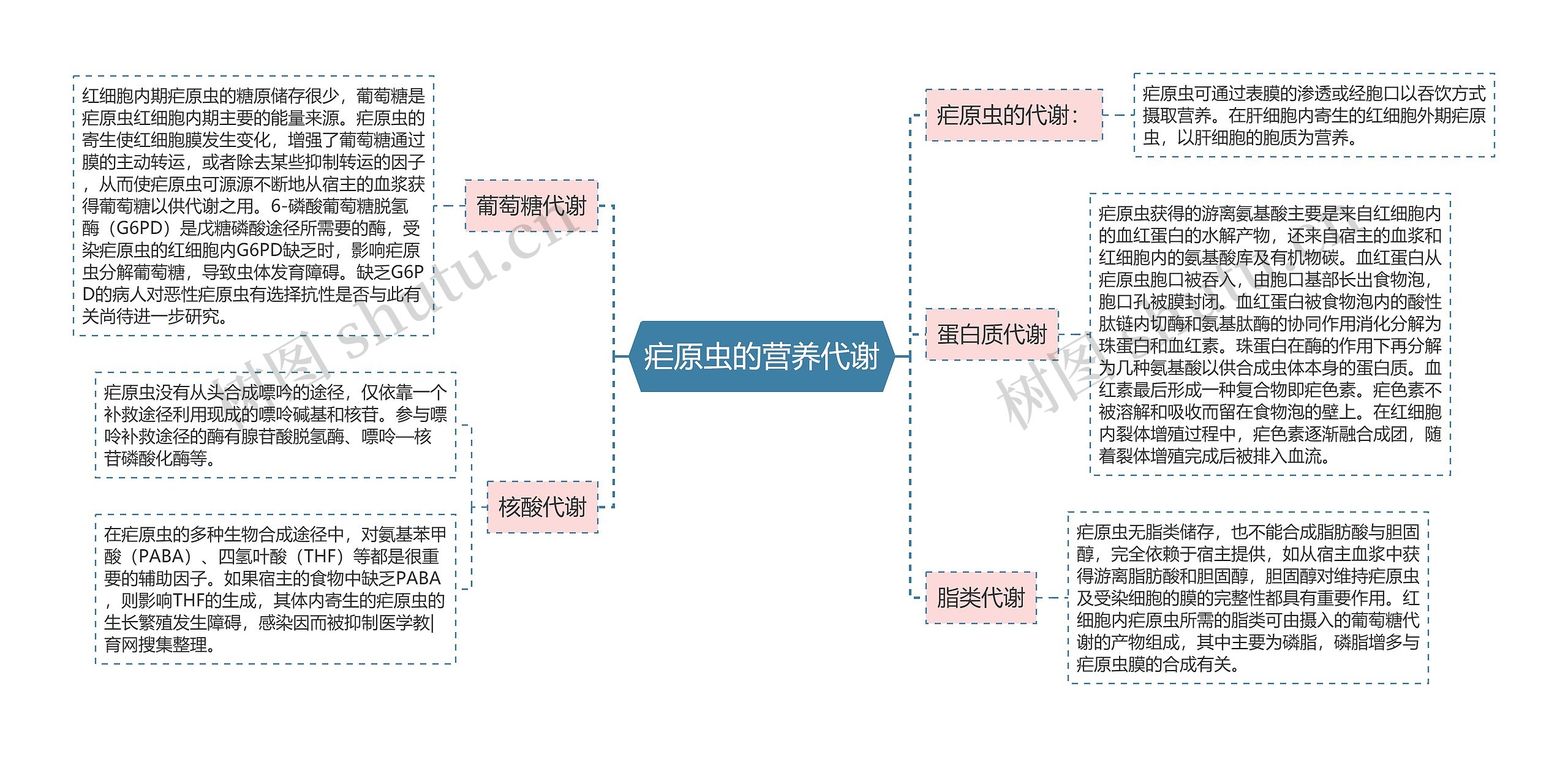 疟原虫的营养代谢思维导图