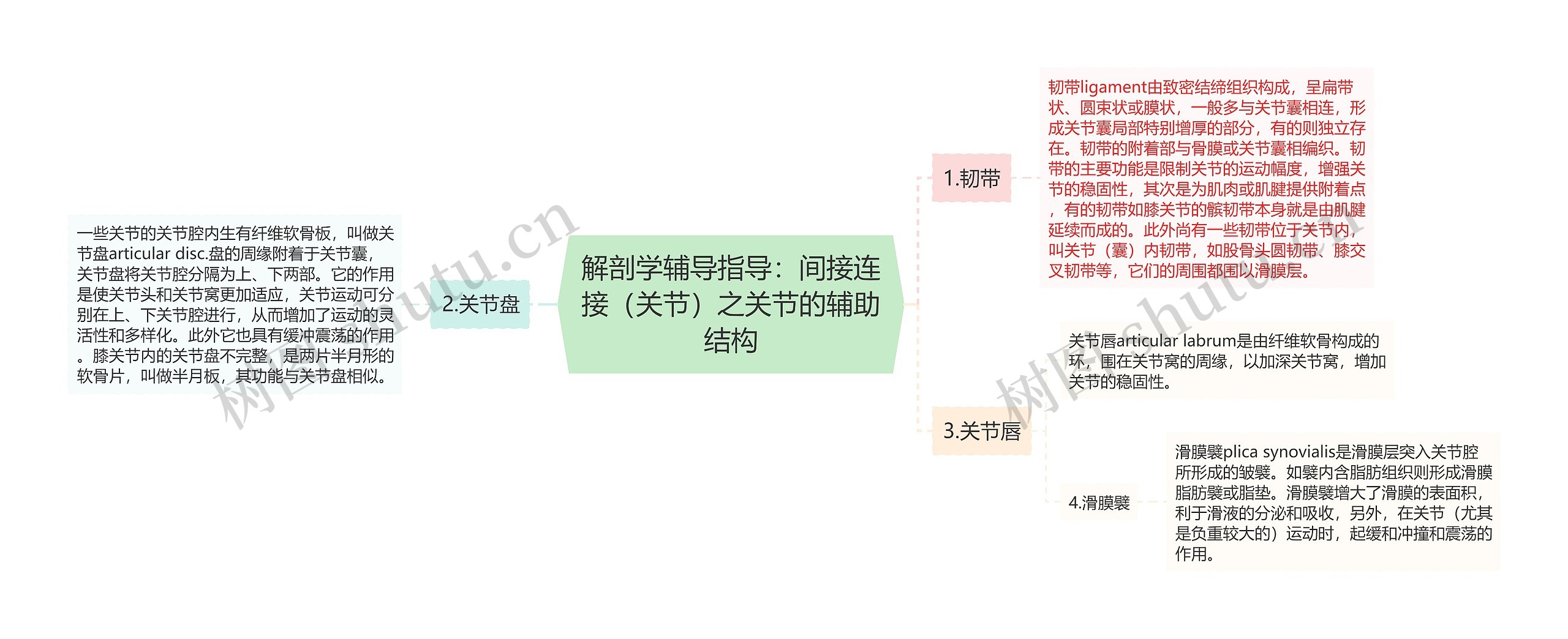 解剖学辅导指导：间接连接（关节）之关节的辅助结构思维导图