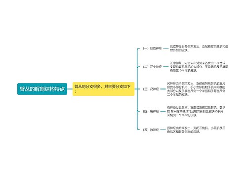 臂丛的解剖结构特点