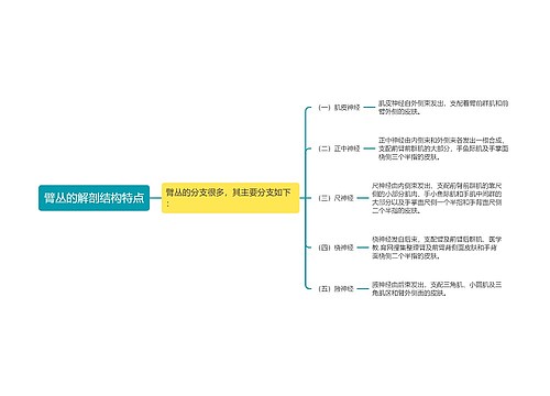 臂丛的解剖结构特点