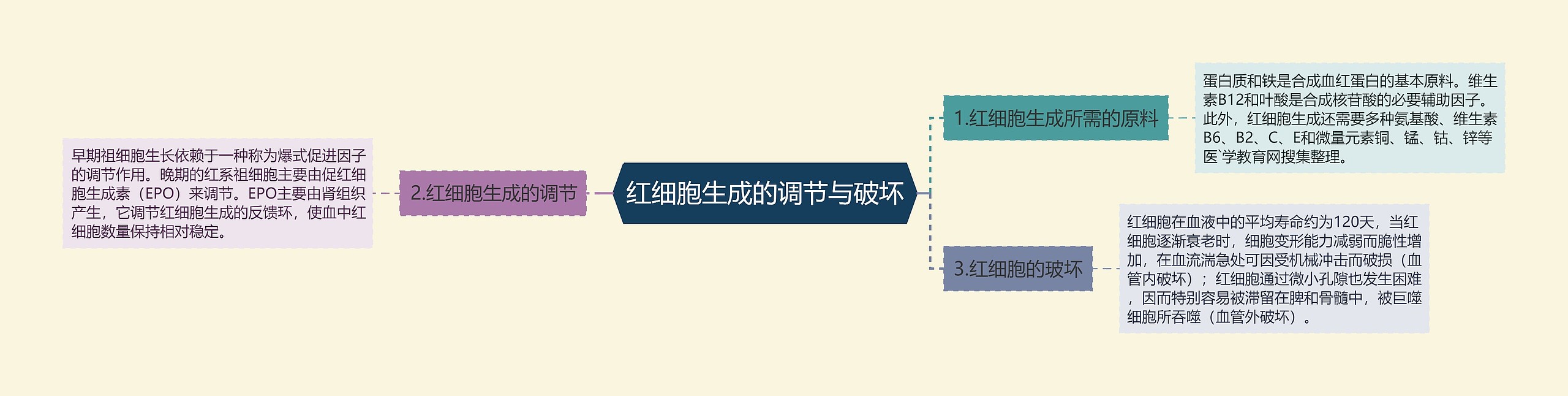 红细胞生成的调节与破坏思维导图