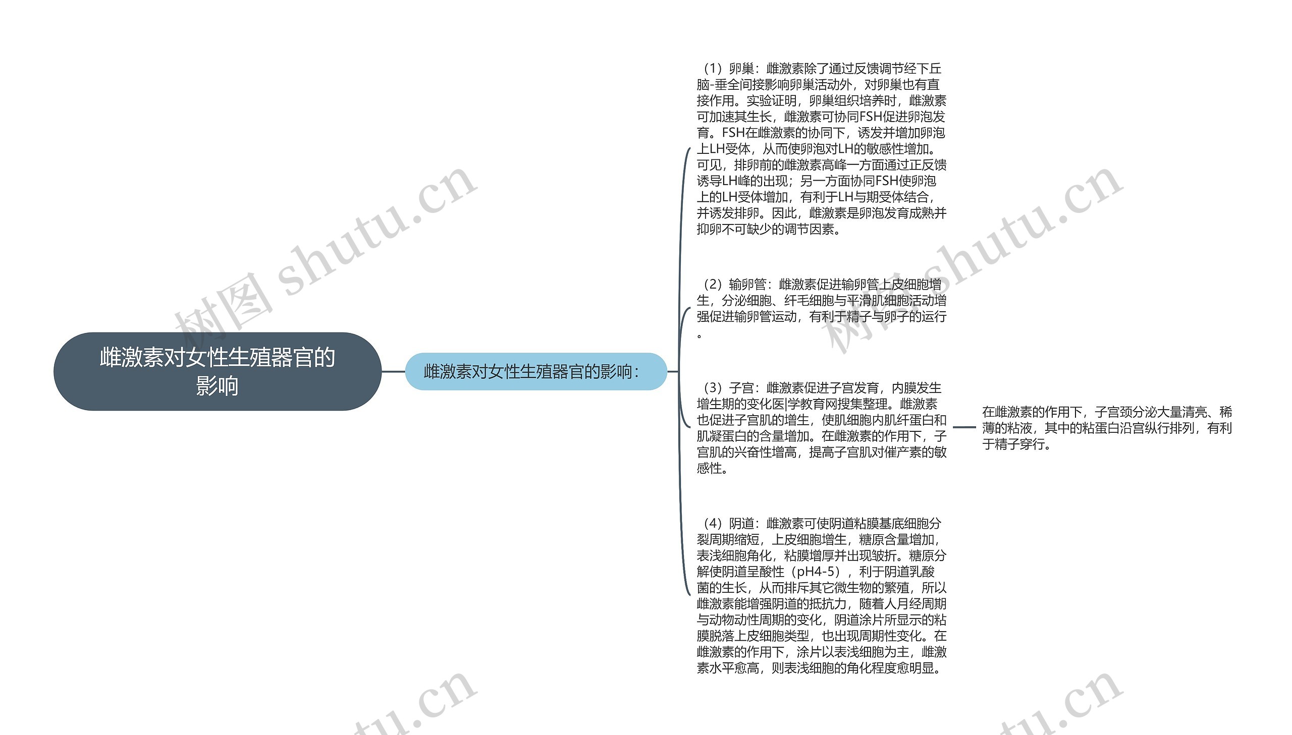 雌激素对女性生殖器官的影响思维导图