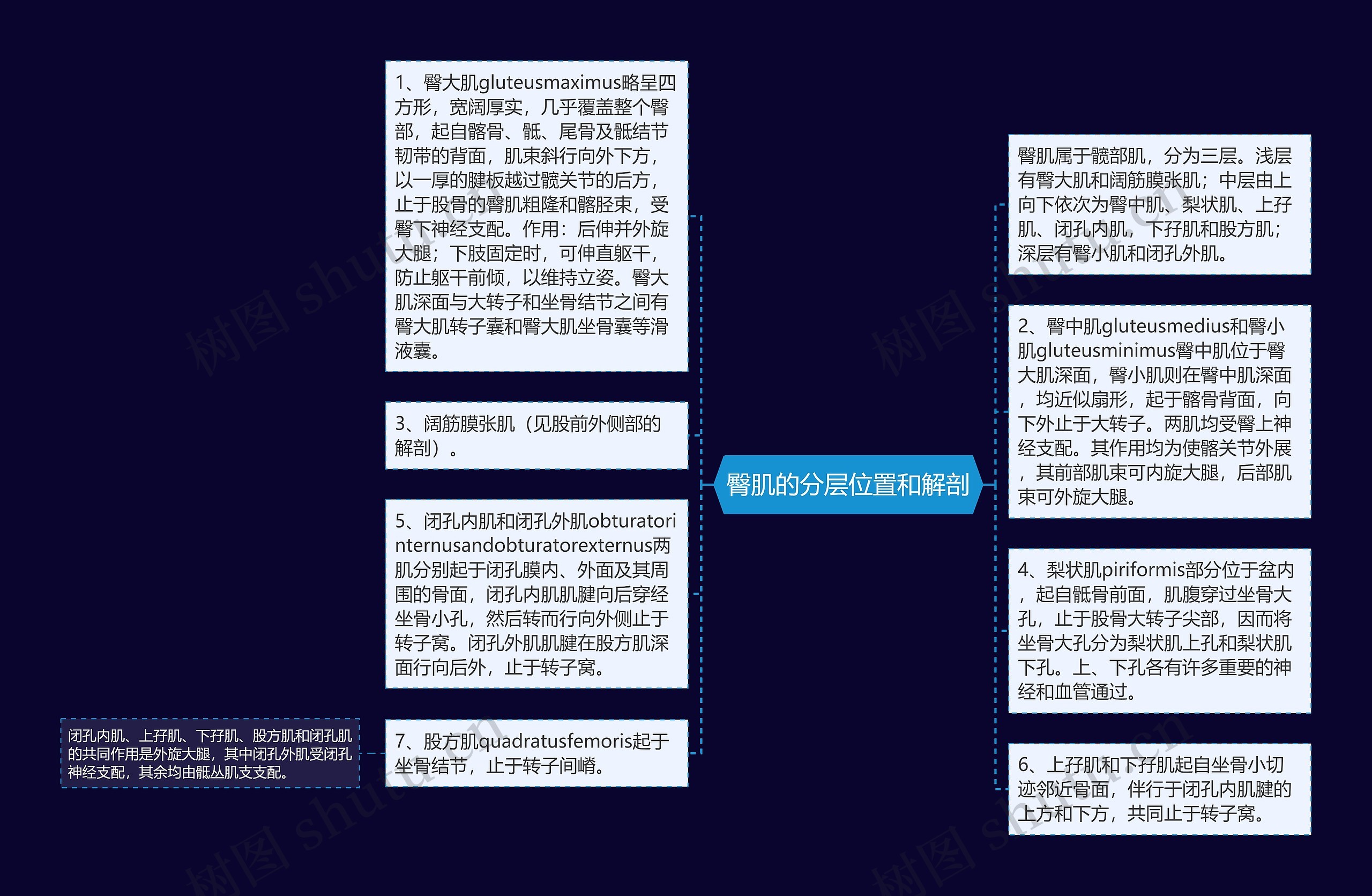 臀肌的分层位置和解剖