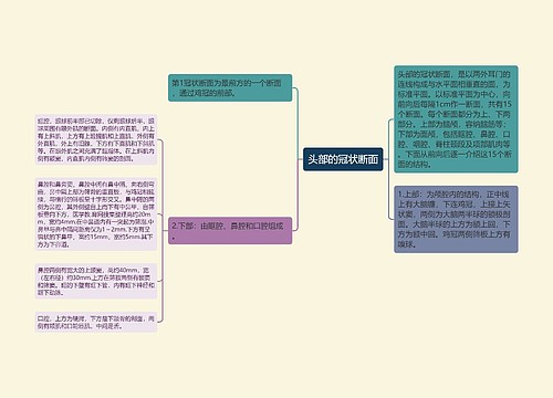 头部的冠状断面