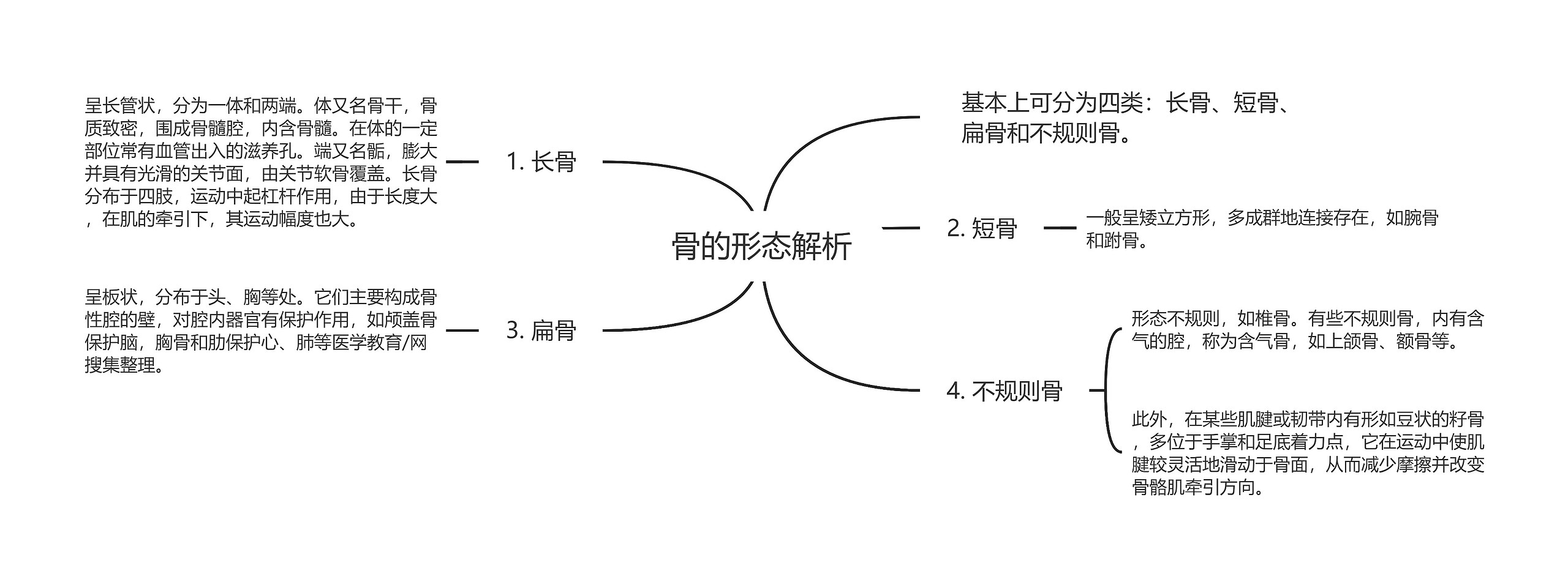 骨的形态解析