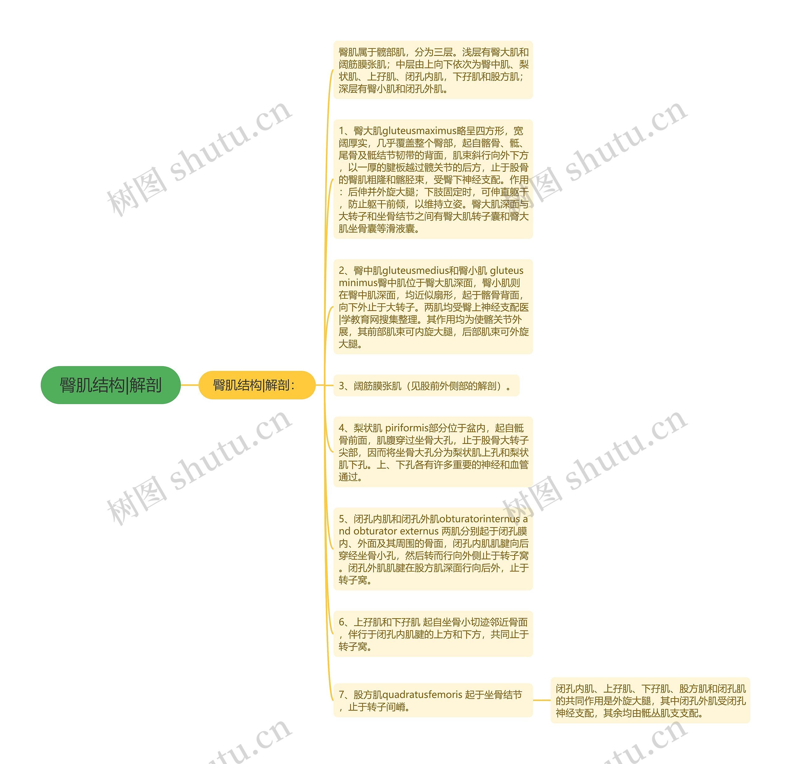 臀肌结构|解剖思维导图