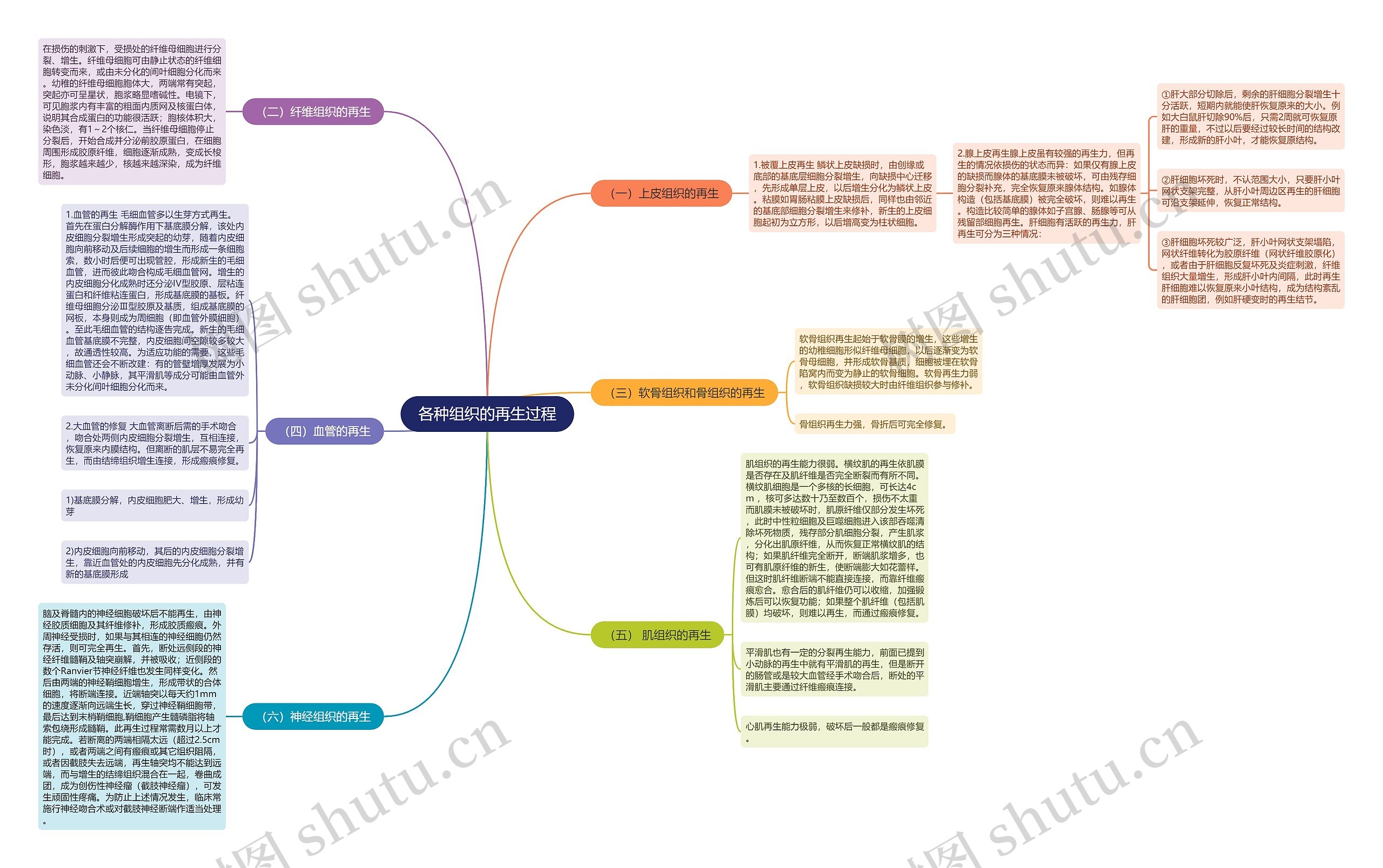 各种组织的再生过程思维导图