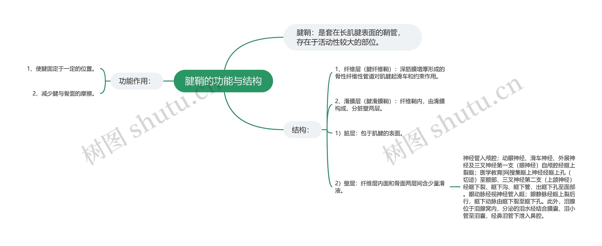 腱鞘的功能与结构思维导图