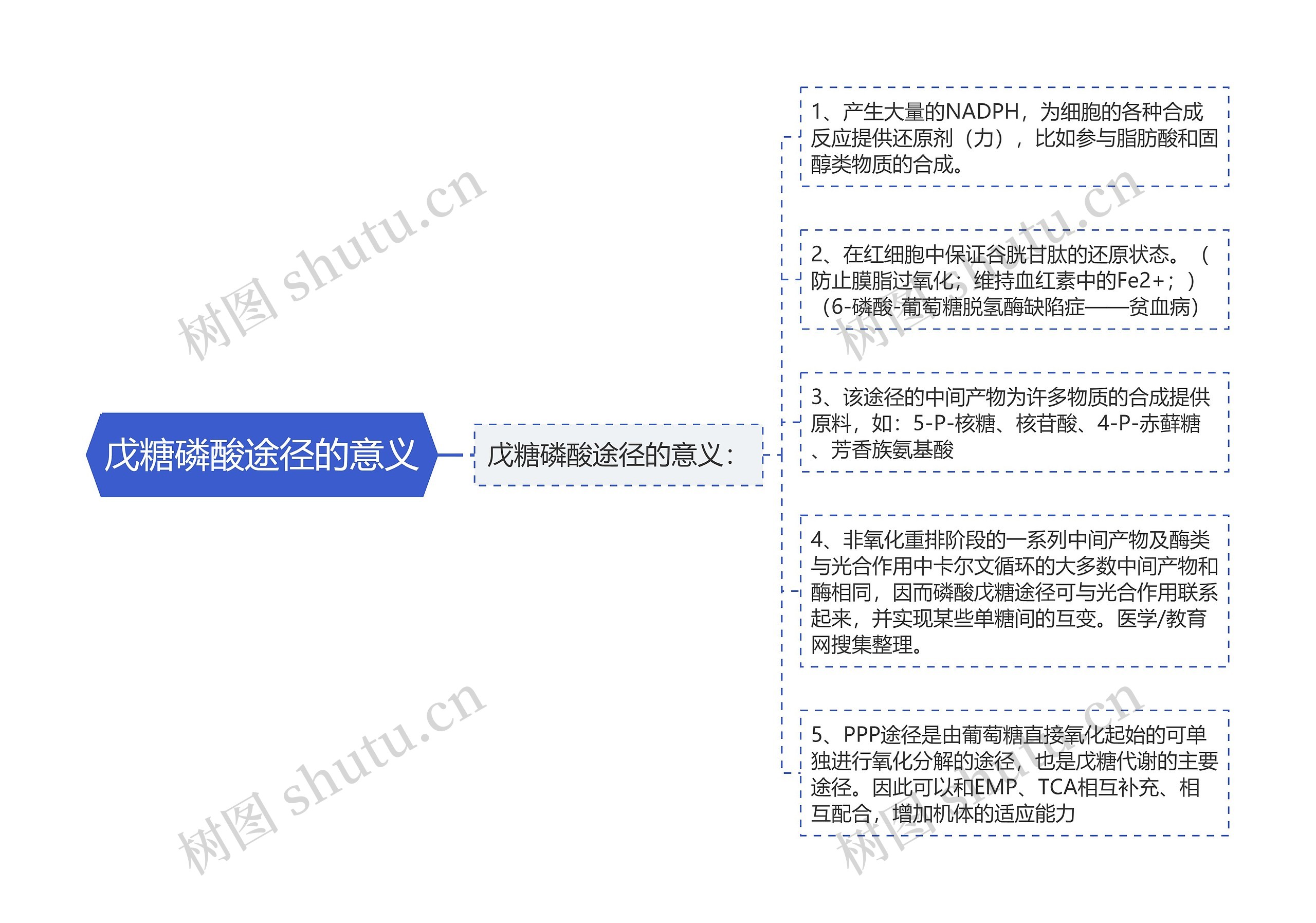 戊糖磷酸途径的意义