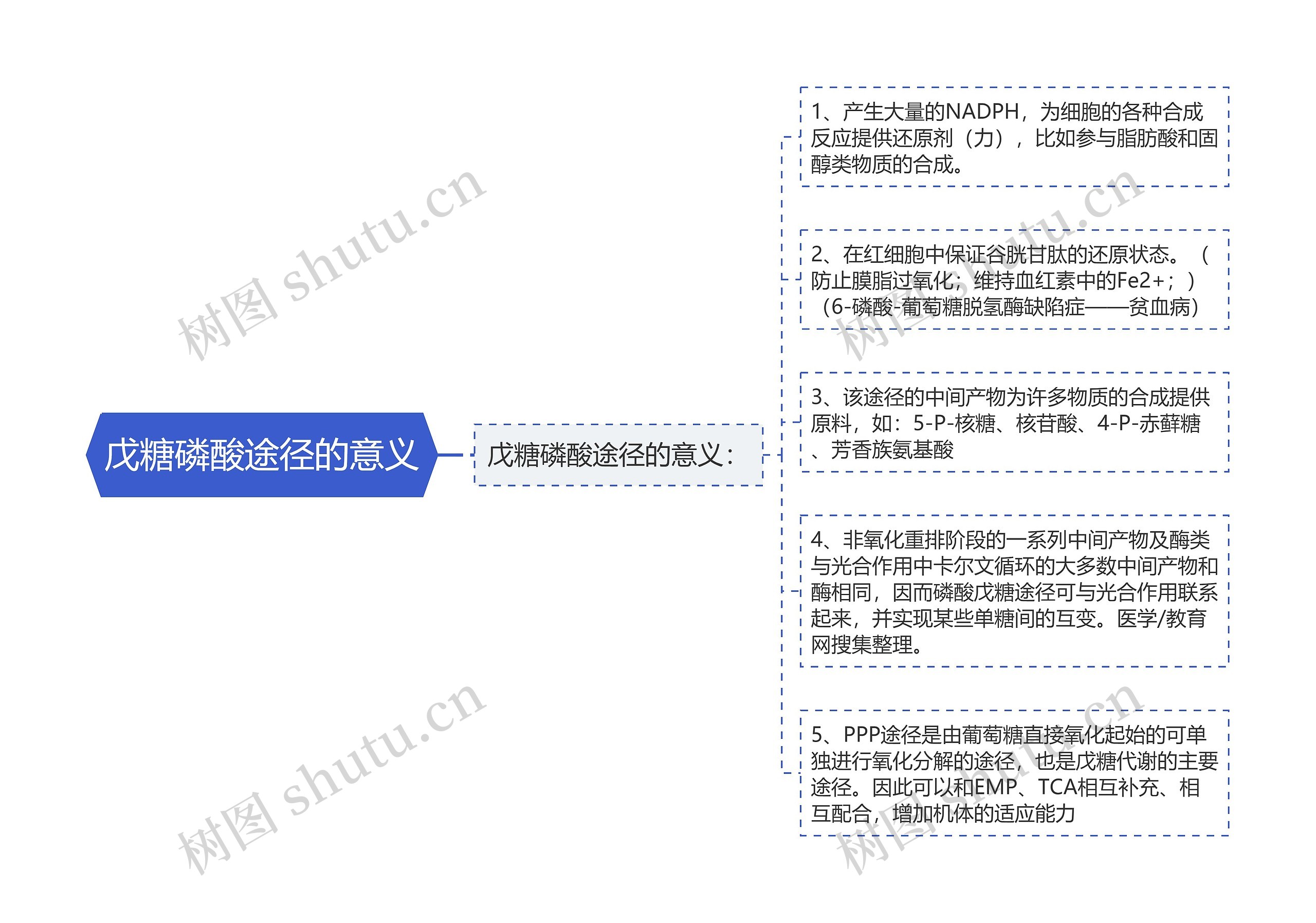 戊糖磷酸途径的意义思维导图