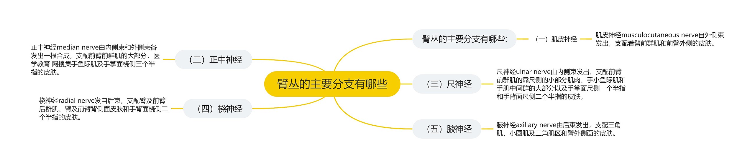 臂丛的主要分支有哪些思维导图