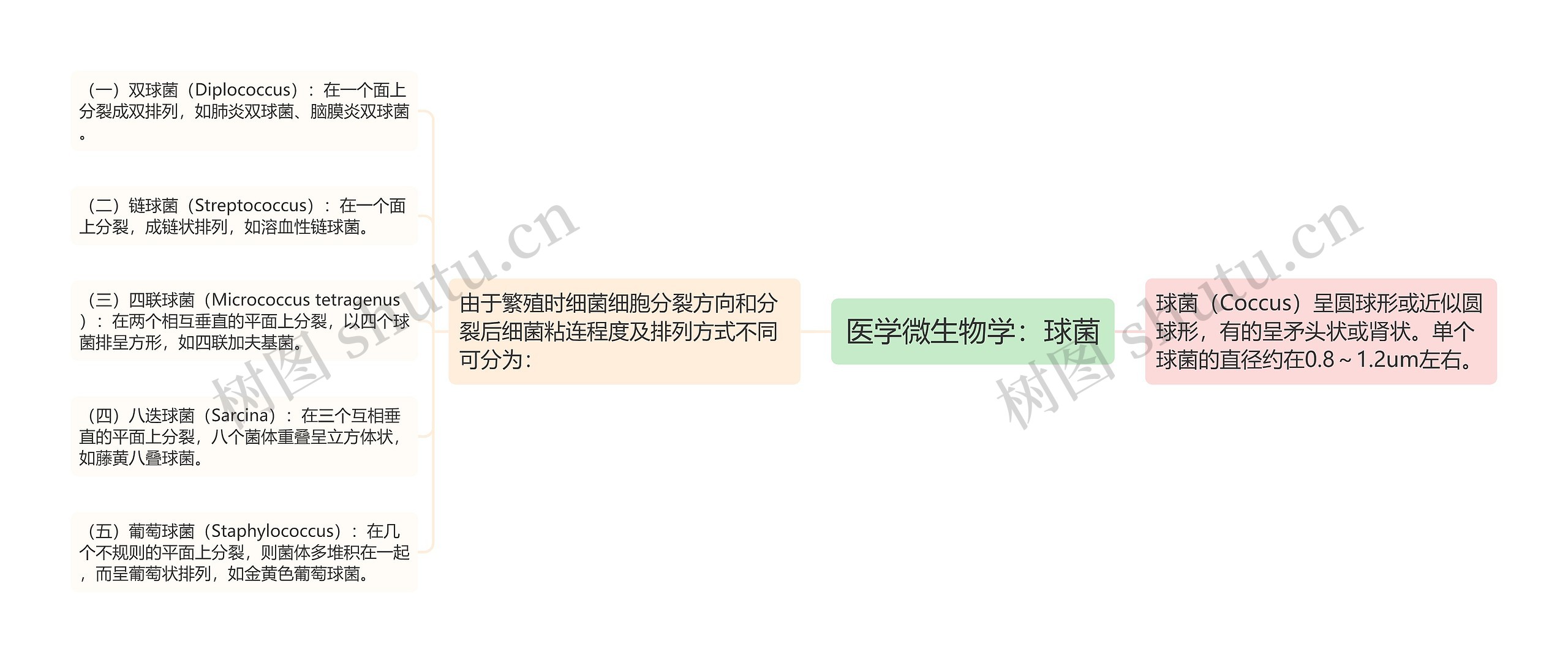 医学微生物学:球菌 医学微生物学:球菌