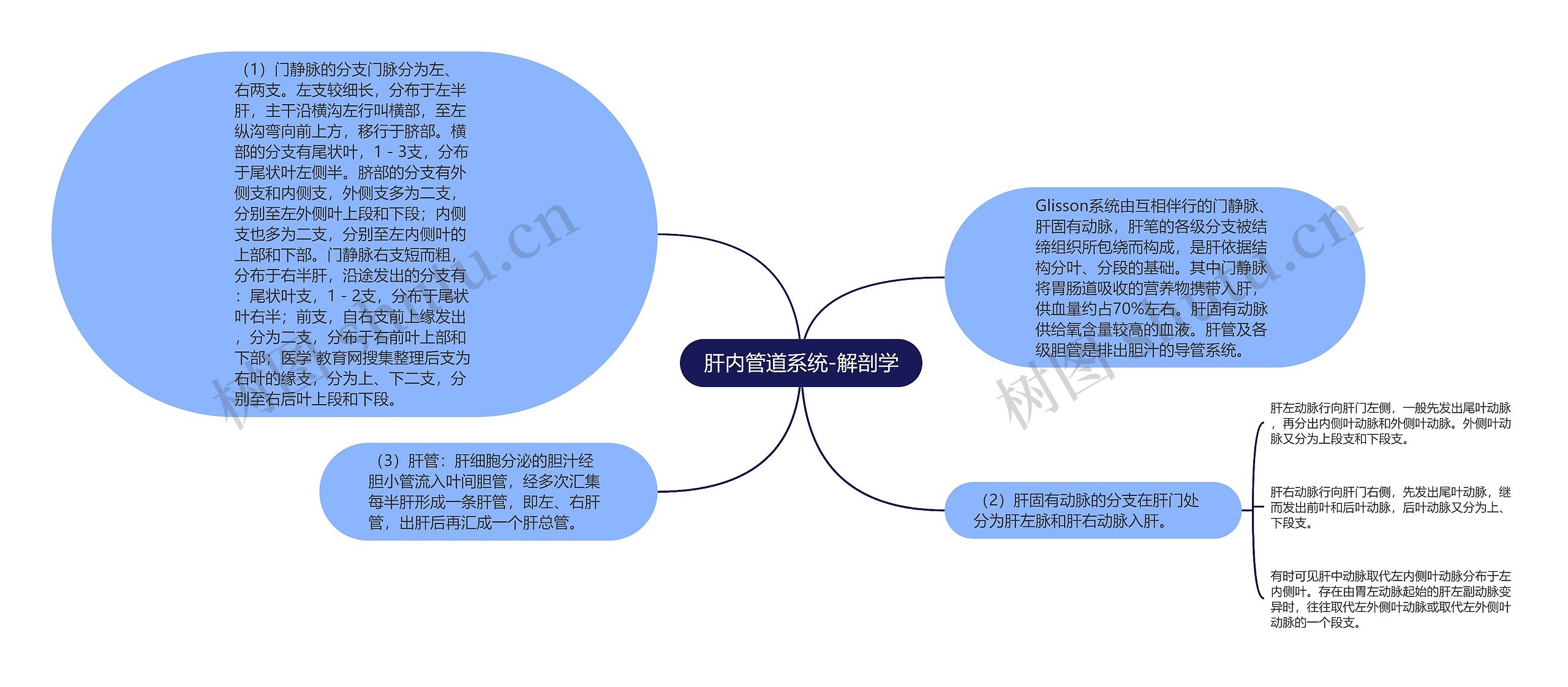 肝内管道系统-解剖学